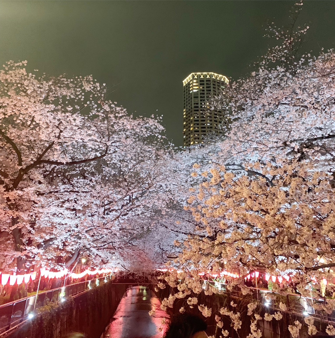 夜桜🌸